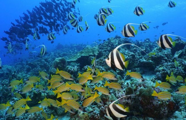 Mergulho com Snorkel de 3 Pontos - Foto 6